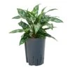 Aglaonema Maria - Chinese Evergreen - HydroCare -HousePlants Shop Aglaonema Maria Chinese Evergreen Hydroculture 15 19x30cm