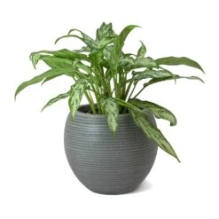 Abby Ball Plant Pot - Ridged Dark Grey -HousePlants Shop Aglaonema Maria Christina Chinese Evergreen Abby Ball Plant Pot Dark Grey b1d19f5c 4653 4e35 ab1f 840c290d3c8f