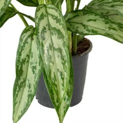 Aglaonema Silver Queen - Chinese Evergreen -HousePlants Shop Aglaonema Maria Christina Chinese Evergreen Leaves c04985fe 7cb4 4cfa 9b01 6687d27c6cd6