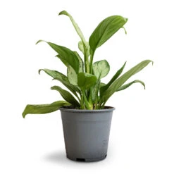 Aglaonema Silver Bay - Chinese Evergreen 17 Aglaonema Silver Bay - Chinese Evergreen -HousePlants Shop Aglaonema Silver Bay Chinese Evergreen 14x45cm