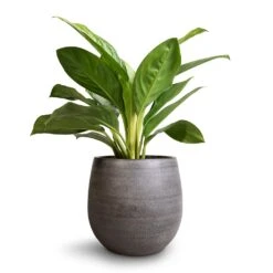 Esra Plant Pot - Mystic Grey 27 Esra Plant Pot - Mystic Grey -HousePlants Shop Aglaonema Silver Bay Chinese Evergreen 14x45cm Esra Plant Pot Mystic Grey 22x20cm 45ea2873 0e76 4197 9dd2 9d857bfce2e5
