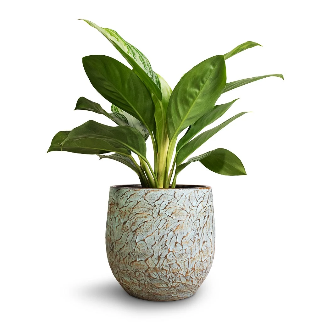 Aglaonema Silver Bay - Chinese Evergreen 3 Aglaonema Silver Bay - Chinese Evergreen