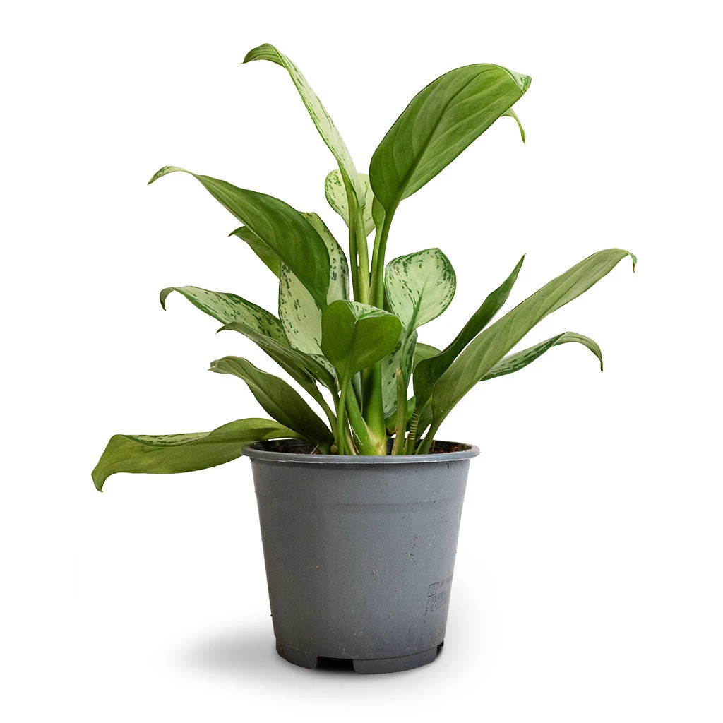 Aglaonema Silver Bay - Chinese Evergreen 7 Aglaonema Silver Bay - Chinese Evergreen - Image 5
