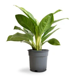 Aglaonema Silver Bay - Chinese Evergreen 15 Aglaonema Silver Bay - Chinese Evergreen -HousePlants Shop Aglaonema Silver Bay Chinese Evergreen 17x55cm