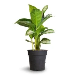Aglaonema Silver Bay - Chinese Evergreen 21 Aglaonema Silver Bay - Chinese Evergreen -HousePlants Shop Aglaonema Silver Bay Chinese Evergreen 24x65cm 1