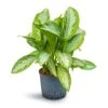 Aglaonema Silver Bay - Chinese Evergreen - HydroCare -HousePlants Shop Aglaonema Silver Bay Chinese Evergreen Hydroculture 22 19x50cm