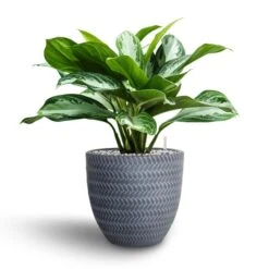 Aglaonema Silver Bay - Chinese Evergreen - HydroCare -HousePlants Shop Aglaonema Silver Bay Chinese Evergreen Hydroculture Angle Couple Plant Pot Grey
