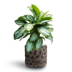 Luxe Lite Moon Cylinder Planter - Bronze -HousePlants Shop Aglaonema Silver Bay Chinese Evergreen Hydroculture Luxe Lite Moon Cylinder Planter Bronze 569d32ff 0e5f 4429 aaea b322edd7caff