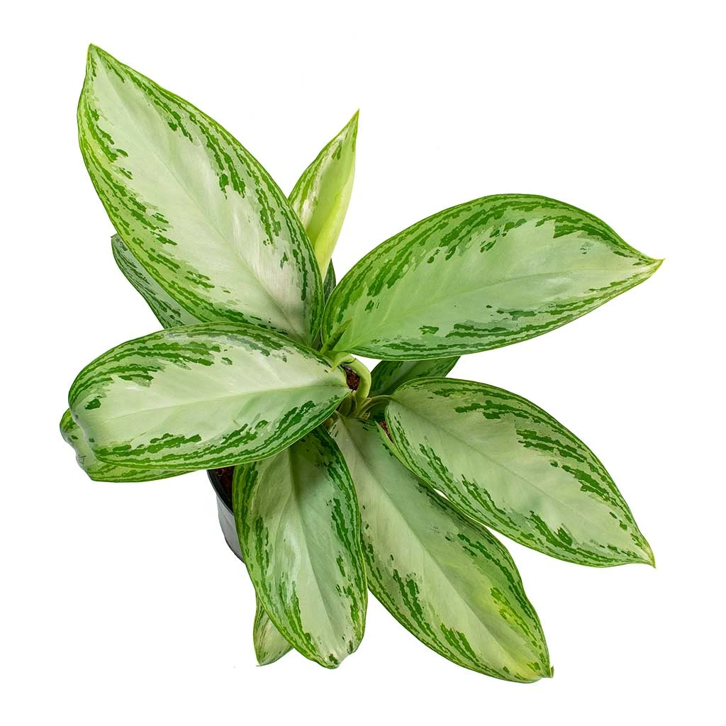 Aglaonema Silver Bay - Chinese Evergreen 4 Aglaonema Silver Bay - Chinese Evergreen - Image 2
