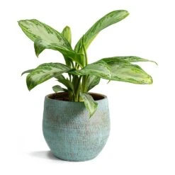 Aglaonema Silver Bay - Chinese Evergreen 22 Aglaonema Silver Bay - Chinese Evergreen -HousePlants Shop Aglaonema Silver Bay Chinese Evergreen Ryan Plant Pot Blue Gold