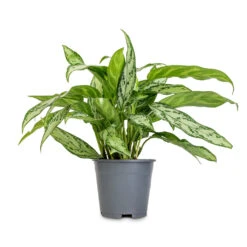 Aglaonema Silver Queen - Chinese Evergreen -HousePlants Shop Aglaonema Silver Queen Chinese Evergreen 14x40cm 2