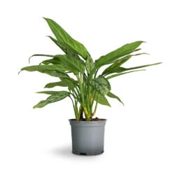 Aglaonema Silver Queen - Chinese Evergreen -HousePlants Shop Aglaonema Silver Queen Chinese Evergreen 17x60cm 1