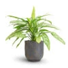Aglaonema Silver Queen - Chinese Evergreen -HousePlants Shop Aglaonema Silver Queen Chinese Evergreen 17x60cm Dave Plant Pot Earth 21x21cm 7