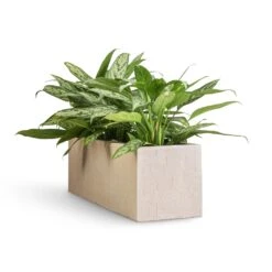 Aglaonema Silver Queen - Chinese Evergreen -HousePlants Shop Aglaonema Silver Queen Chinese Evergreen 17x60cm Raindrop Trough Planter Stone 70x23x23cm