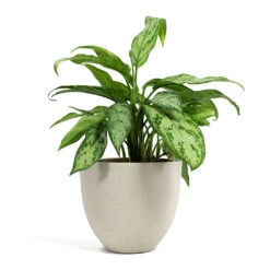 Aglaonema Silver Queen - Chinese Evergreen -HousePlants Shop Aglaonema Silver Queen Chinese Evergreen Coral Refined Planter Natural White a6ce56f0 a0ee 4e36 9c90 e677039b32e9