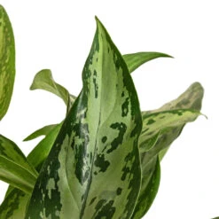Aglaonema Silver Queen - Chinese Evergreen -HousePlants Shop Aglaonema Silver Queen Chinese Evergreen DETAIL