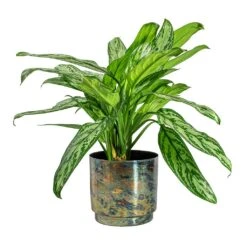Aglaonema Silver Queen - Chinese Evergreen -HousePlants Shop Aglaonema Silver Queen Chinese Evergreen Minou Metal Plant Pots Set of 3 Copper Black 2270f6d5 85b6 47c5 aa39 f3c9be0ac8a5