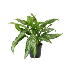 Aglaonema Silver Queen - Chinese Evergreen -HousePlants Shop Aglaonema Silver Queen Chinese Evergreen Small