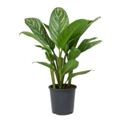 Aglaonema Stripes - Chinese Evergreen 21 Aglaonema Stripes - Chinese Evergreen -HousePlants Shop Aglaonema Stripes Chinese Evergreen 1