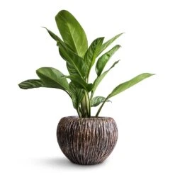 Luxe Lite Waterfall Globe Planter - Bronze -HousePlants Shop Aglaonema Stripes Chinese Evergreen 17x55cm Luxe Lite Waterfall Globe Planter Bronze 28x20cm