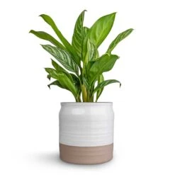 Aglaonema Stripes - Chinese Evergreen 22 Aglaonema Stripes - Chinese Evergreen -HousePlants Shop Aglaonema Stripes Chinese Evergreen 17x55cm Puro Ripple Plant Pot White 21x19cm c6662ff1 b444 4db9 a421 abc27a7ad19c