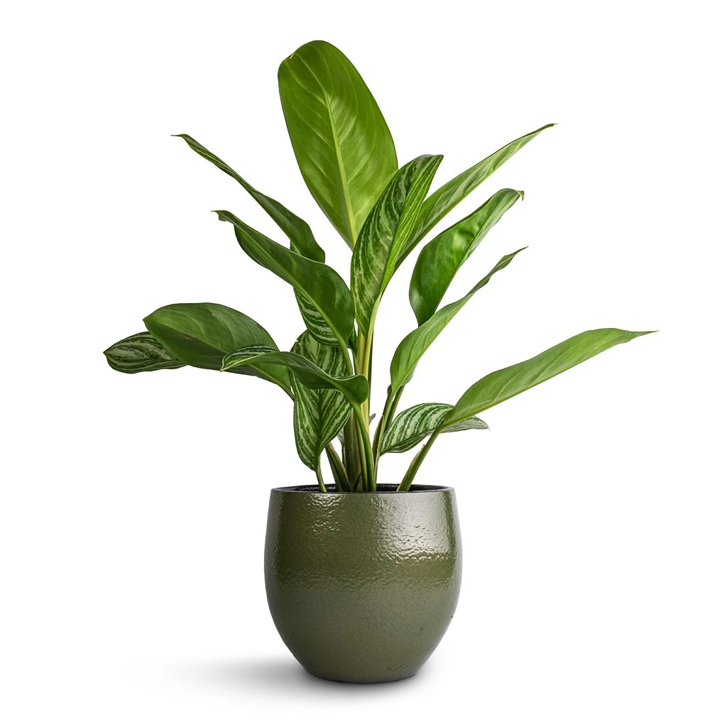 Aglaonema Stripes - Chinese Evergreen 12 Aglaonema Stripes - Chinese Evergreen - Image 10
