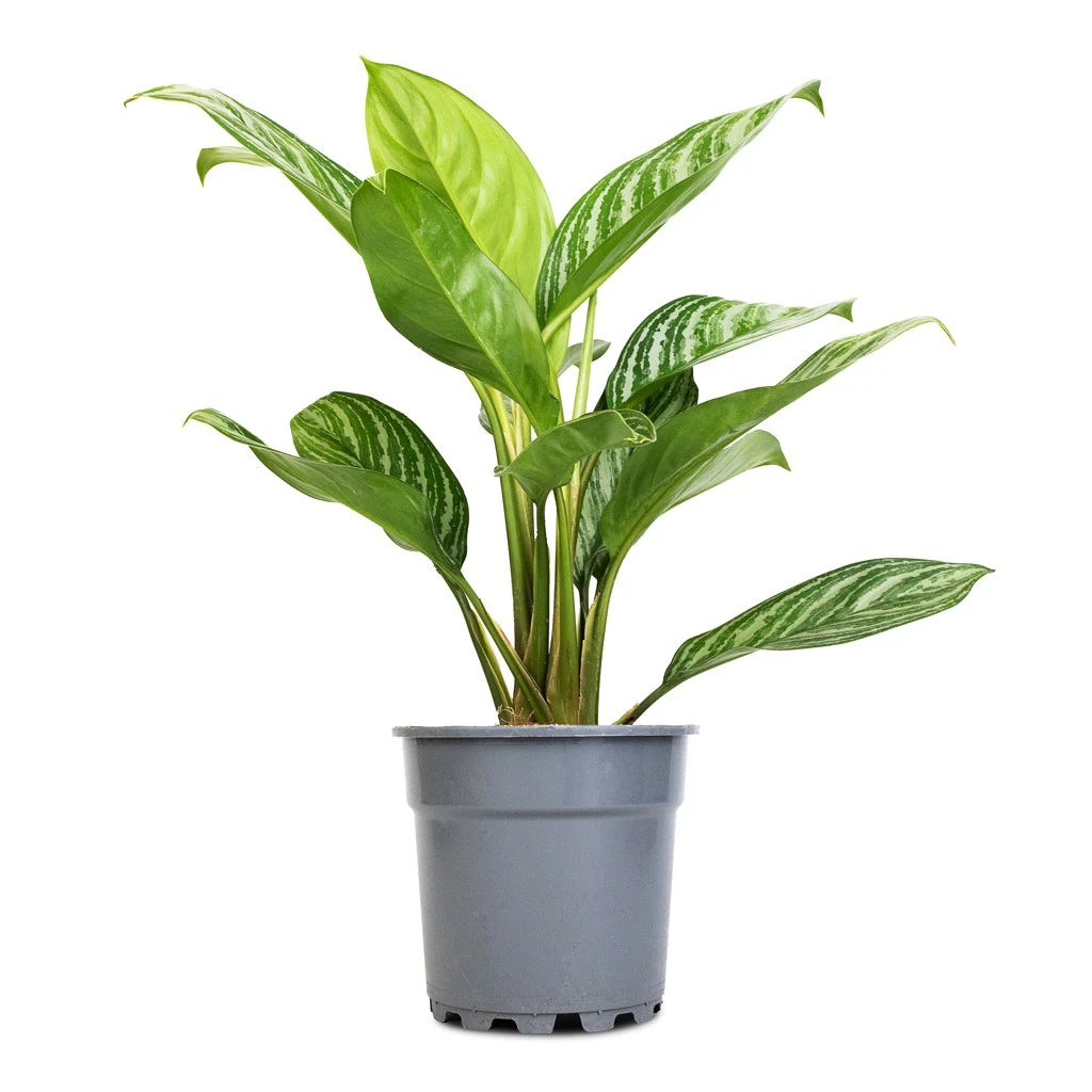 Aglaonema Stripes - Chinese Evergreen 5 Aglaonema Stripes - Chinese Evergreen - Image 3