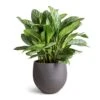 Aglaonema Stripes - Chinese Evergreen -HousePlants Shop Aglaonema Stripes Chinese Evergreen 30x80cm Mini Orb Kevan Plant Pot Black Washed 39x35cm