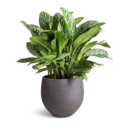 Mini Orb Kevan Plant Pot - Black Washed -HousePlants Shop Aglaonema Stripes Chinese Evergreen 30x80cm Mini Orb Kevan Plant Pot Black Washed 39x35cm fae8348e e067 44c4 a8e0 73ac5d9ecf65