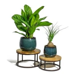 Beaucarnea - Pony Tail Palm - Orb -HousePlants Shop Aglaonema Stripes Chinese Evergreen Beaucarnea Pony Tail Palm Orb odile petrol plant pot lois stand 92954cdc 0cbb 4fd7 a541 418c714eaf25