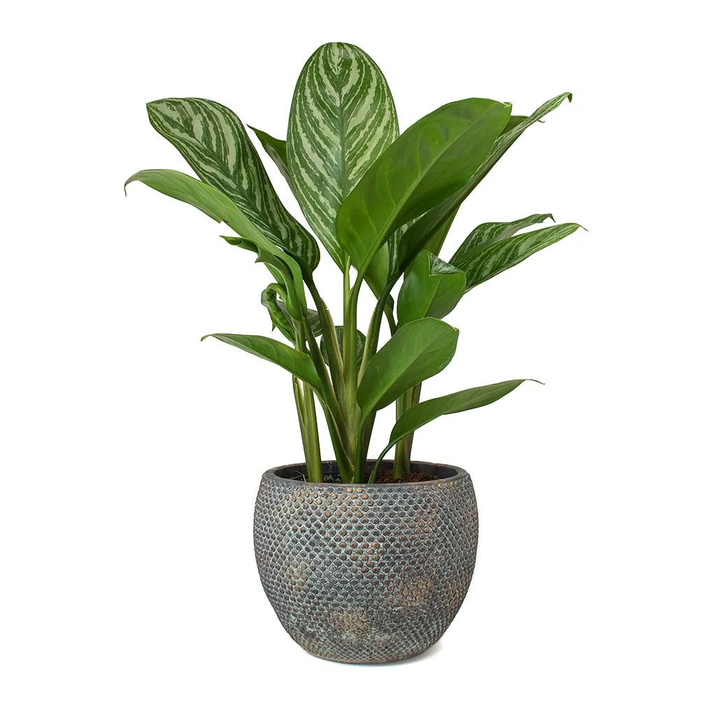 Aglaonema Stripes - Chinese Evergreen 9 Aglaonema Stripes - Chinese Evergreen - Image 7