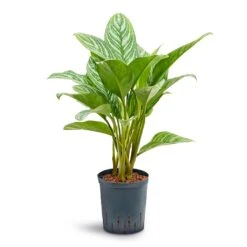 Aglaonema Stripes - Chinese Evergreen - HydroCare