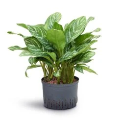 Aglaonema Stripes - Chinese Evergreen - HydroCare -HousePlants Shop Aglaonema Stripes Chinese Evergreen Hydroculture 28 19x70cm
