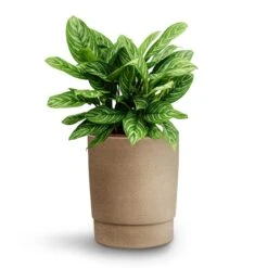 Chao Plant Pot - Concrete -HousePlants Shop Aglaonema Stripes Chinese Evergreen Hydroculture Chao Plant Pot Concrete a5a1b611 de8d 4d26 ad3a 6afbb53e4973