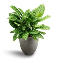 Aglaonema Stripes - Chinese Evergreen - HydroCare -HousePlants Shop Aglaonema Stripes Chinese Evergreen Hydroculture Grigio Egg Pot Planter Natural Concrete