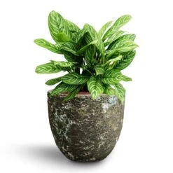 Aglaonema Stripes - Chinese Evergreen - HydroCare -HousePlants Shop Aglaonema Stripes Chinese Evergreen Hydroculture Lava Couple Relic Planter Jade