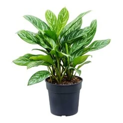 Aglaonema Stripes - Chinese Evergreen 19 Aglaonema Stripes - Chinese Evergreen -HousePlants Shop Aglaonema Stripes Chinese Evergreen Large