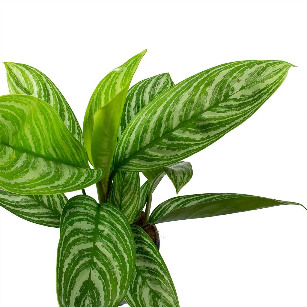 Aglaonema Stripes - Chinese Evergreen 4 Aglaonema Stripes - Chinese Evergreen - Image 2