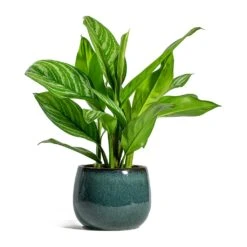 Aglaonema Stripes - Chinese Evergreen 18 Aglaonema Stripes - Chinese Evergreen -HousePlants Shop Aglaonema Stripes Chinese Evergreen Odile Plant Pot Moss 907b4141 7b84 4a55 a403 a55a1c6f280d