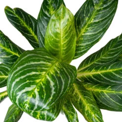 Aglaonema Key Lime - Chinese Evergreen -HousePlants Shop AglaonemaKeyLime ChineseEvergreen 1