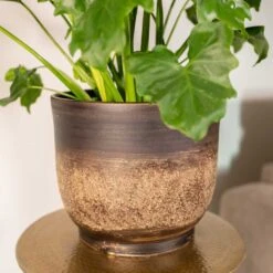 Aico Plant Pot - Shiny Brown -HousePlants Shop Aico shiny brown 02