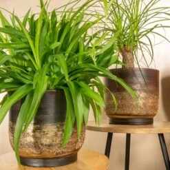 Aico Plant Pot - Shiny Brown -HousePlants Shop Aico shiny brown 05