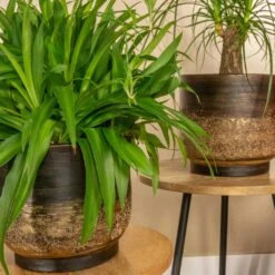 Aico Plant Pot - Shiny Brown -HousePlants Shop Aico shiny brown 06