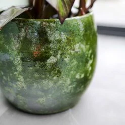 Aimee Plant Pot - Pear -HousePlants Shop Aimee Plant Pot Pear Banana Plant