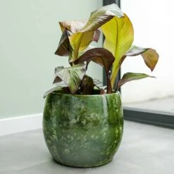 Aimee Plant Pot - Pear -HousePlants Shop Aimee Plant Pot Pear Houseplants