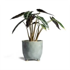 Alocasia Bambino Arrow - Jewel Alocasia -HousePlants Shop Alocasia Bambino Arrow Jewel Alocasia 14x35cm Kaat Plant Pot Blue Grey 16x16cm
