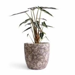 Alocasia Bambino Arrow - Jewel Alocasia -HousePlants Shop Alocasia Bambino Arrow Jewel Alocasia 14x35cm Monza Plant Pot Vintage Grey 17x17cm 47056870 093b 4b2b bd09 9244d03a694f