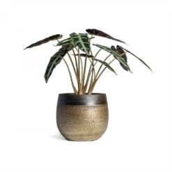 Alocasia Bambino Arrow - Jewel Alocasia -HousePlants Shop Alocasia Bambino Arrow Jewel Alocasia 14x35cm Mya Plant Pot Deep Champagne 18x16cm