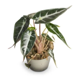 Alocasia Bambino Arrow - Jewel Alocasia -HousePlants Shop Alocasia Bambino Arrow Jewel Alocasia 9x15cm 2