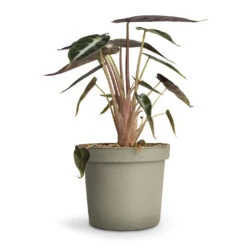 Alocasia Bambino Arrow - Jewel Alocasia -HousePlants Shop Alocasia Bambino Arrow Jewel Alocasia 9x15cm